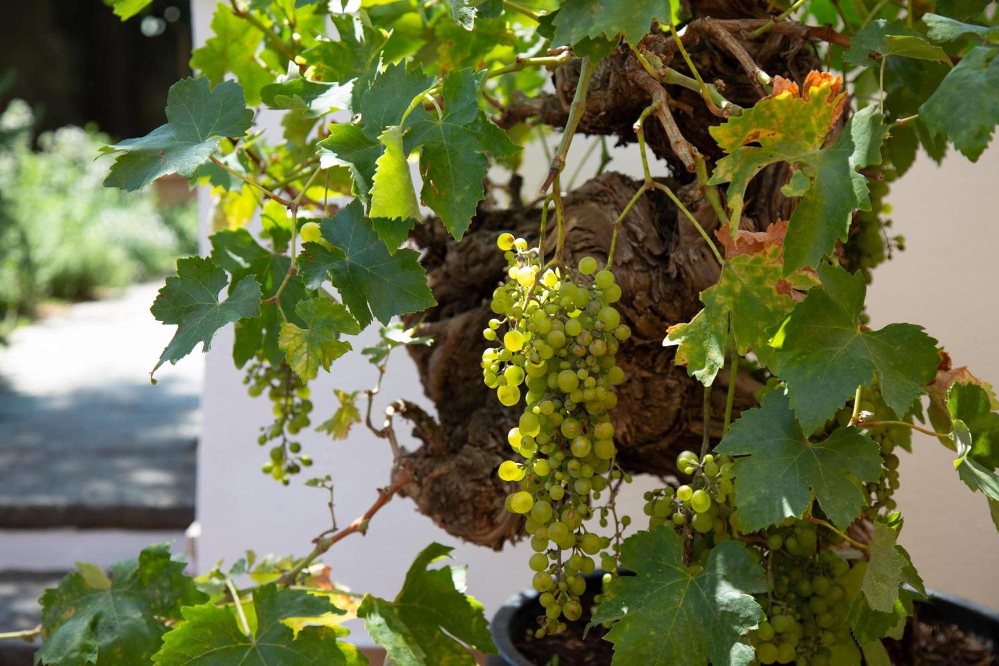 Xenia House Sorrento Hotell Rom bilde